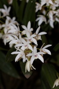 Dendrobium falcorostrum The Life of Helen HCC/AOS 78 pts.